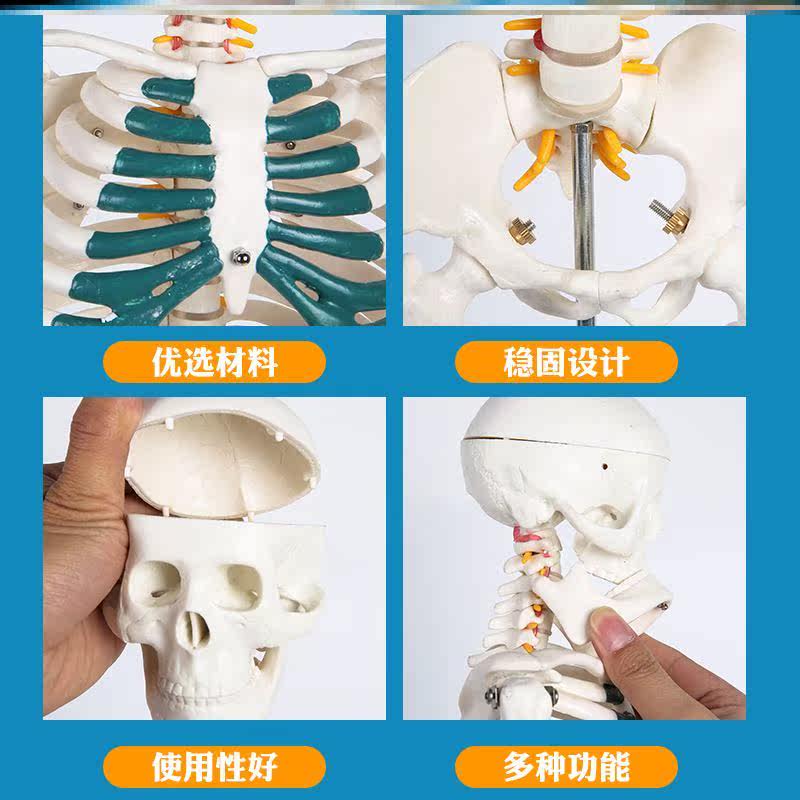 人體可拆卸大小骷髏架子全身骨頭脊柱美術道具骨骼模型醫學模型