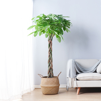 Fortune tree Big tree high-end bonsai Green plants Living room Good trees potted hall potted yard Lucky house