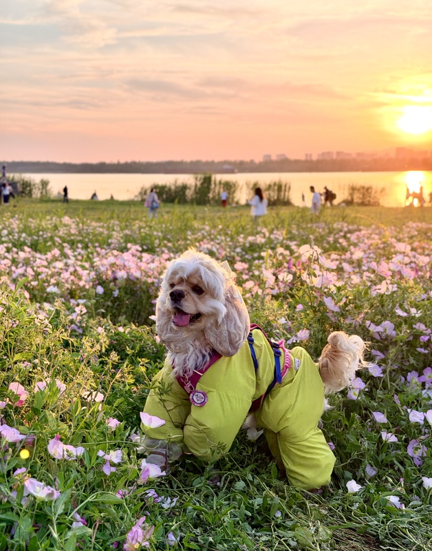 【Full-Body Harness】Dog Full-Body Four-Legged Suit Dust-Proof and Insect-Proof Leg Protection Charlie Wang Meika Cabbie Base Layer Clothing 【Full-Body Harness】Dog Full-Body Four-Legged Suit Dust-Proof and Insect-Proof Leg Protection Charlie Wang Meika Cabbie Base Layer Clothing