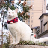 Дышащий шарф, регулируемый слюнявчик, чокер