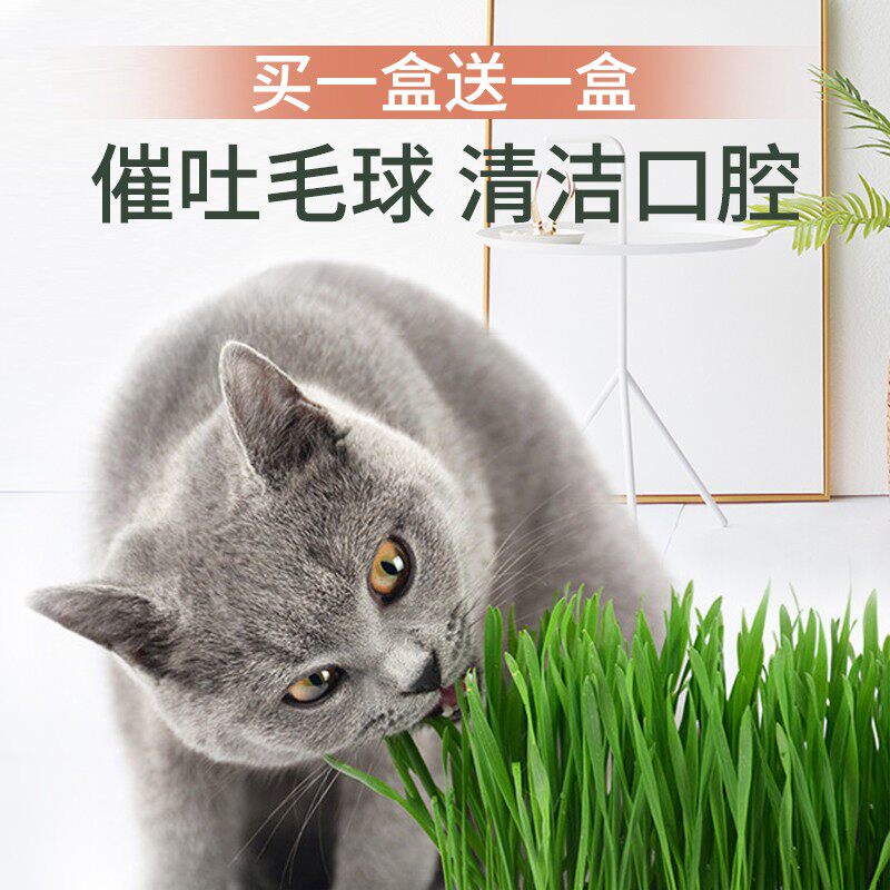 Cat grass seed cat mint cat snacks to woolen balm hair cream hydropep cat grass potted soil seed planting suit
