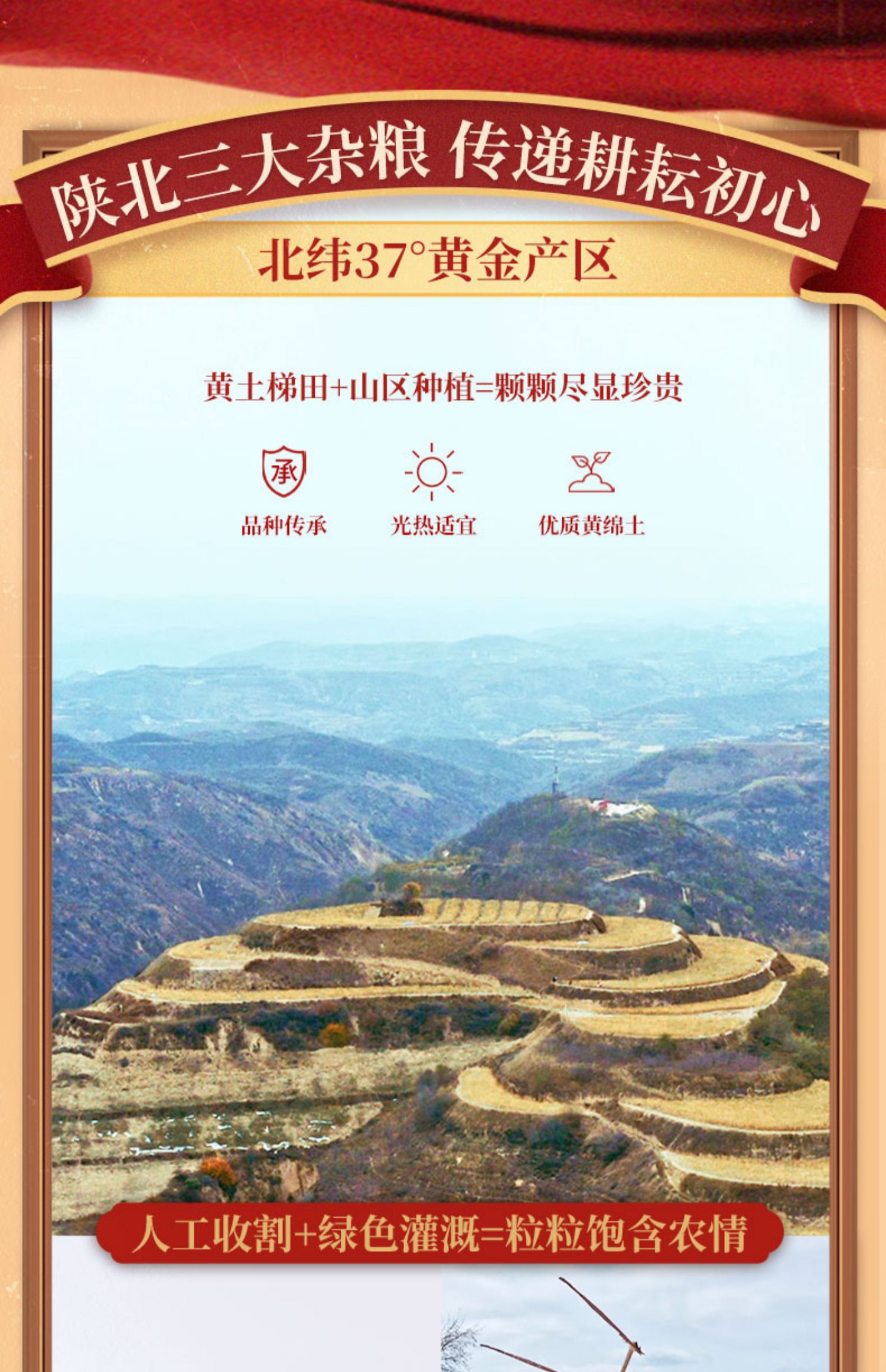 延安小米陕北特产五谷杂粮400g*3袋