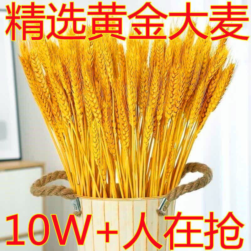 Natural wheat ears dried flower bouquet New Year's living room placement flowers golden wheat ears dried flowers flower arrangement decorations attract wealth and prosperity