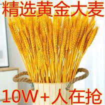 Natural Wheat Ears Dry Flower Bouquet New Year Living-room With Flowers Gold Wheat Ears Dry Flower Flower Flower Flower Flower Flower Flower Arrangement Decorations A Treasure House