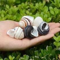 Customized natural white snail white field snail shell conch hermit crab replacement shell fish tank landscaping aquarium