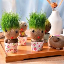 Over the head long grass potted plants watering long grass The vegetal Waits head on the long grass little plant long grass doll ugly cute