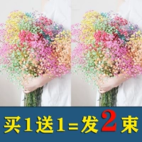 Цвет манчжа звезда [купить один, получи один, получи один]