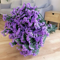 Светло -фиолетовый, не забывай меня
