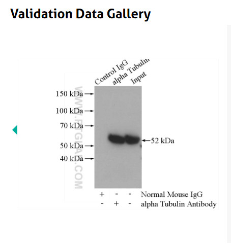HADHA Polyclonal antibody抗体    Validation Data Gallery二抗