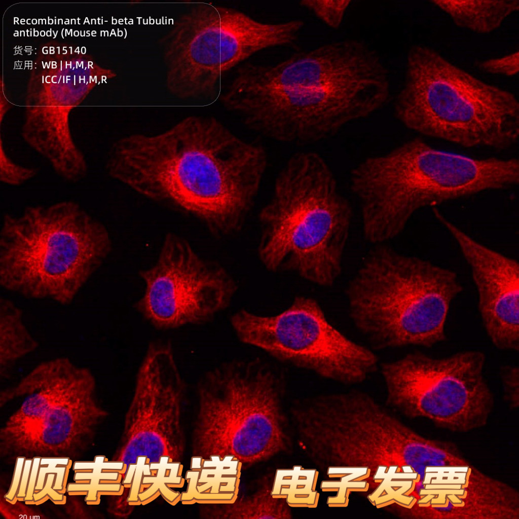 beta Tubulin 内参抗体 &beta;-Tubulin 微管蛋白内参 WB IHC IF ICC