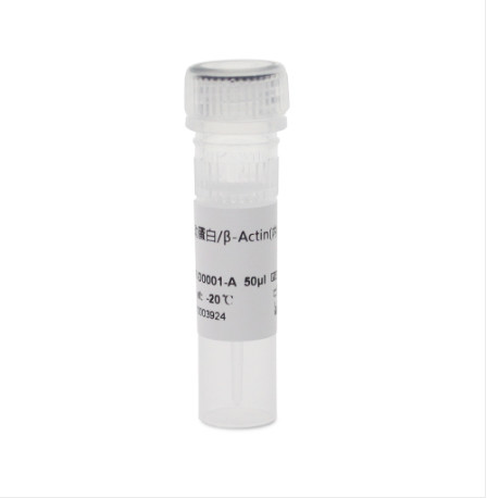 Biosharp 货号：BOAR-D0001-A &beta;-ActinRabbitPolyclonal内参抗体