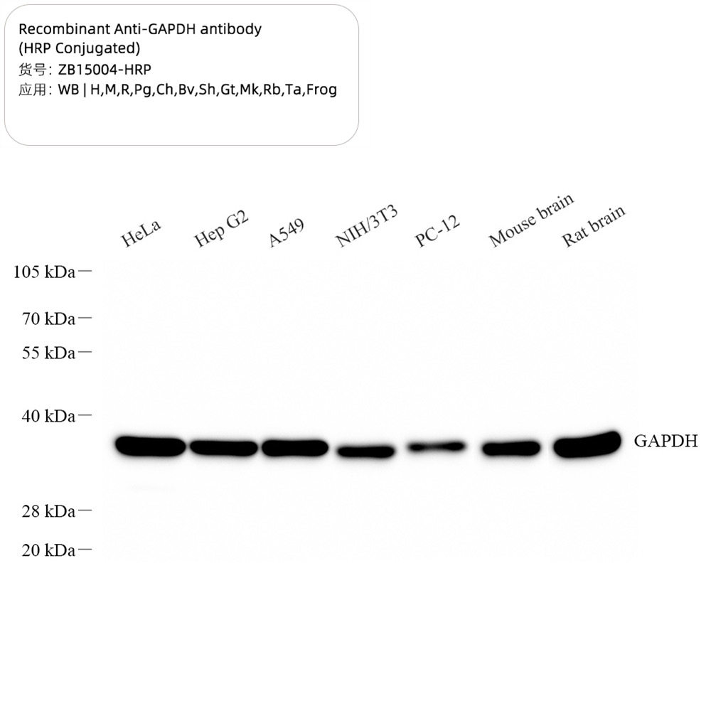 直标内参，无需再加二抗，直接ECL显色Anti-GAPDH antibody (HRP