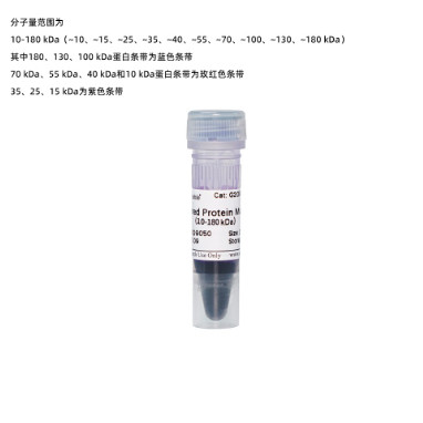 WB预染蛋白Marker 彩虹条带Marker PAGE电泳蛋白分子量标准250ul