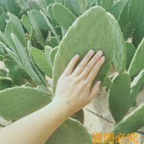 Authentic Mexican Mibunta Cactus Beauty Salon of the Skin Green Plant Outside of the Medicinal Cactus edible