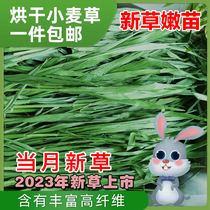 2024年烘干小麦草干草兔子龙猫荷兰猪牧草新草饲料粮食毛重1000g