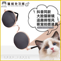 Pet pooch kitty glasses to blame Gfiteddy blue cat sunglasses with the same pair of glasses photo props