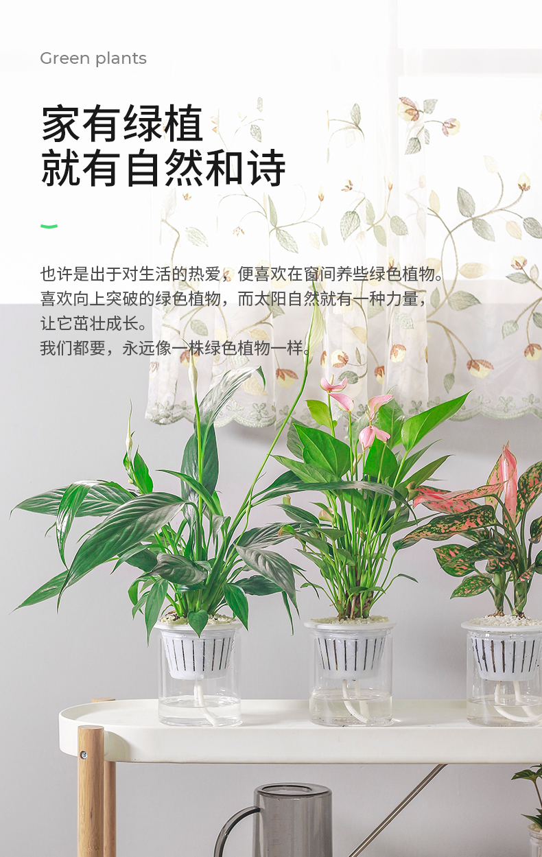 绿萝+虎皮兰 室内盆栽办公室植物 图1