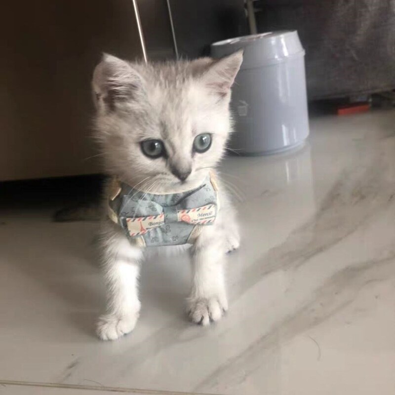 Cat Leash for Kittens, Small Cat Walking Leash, Mini Anti-Escape Cat Harness, Comfortable Material, Vest-Style Leash