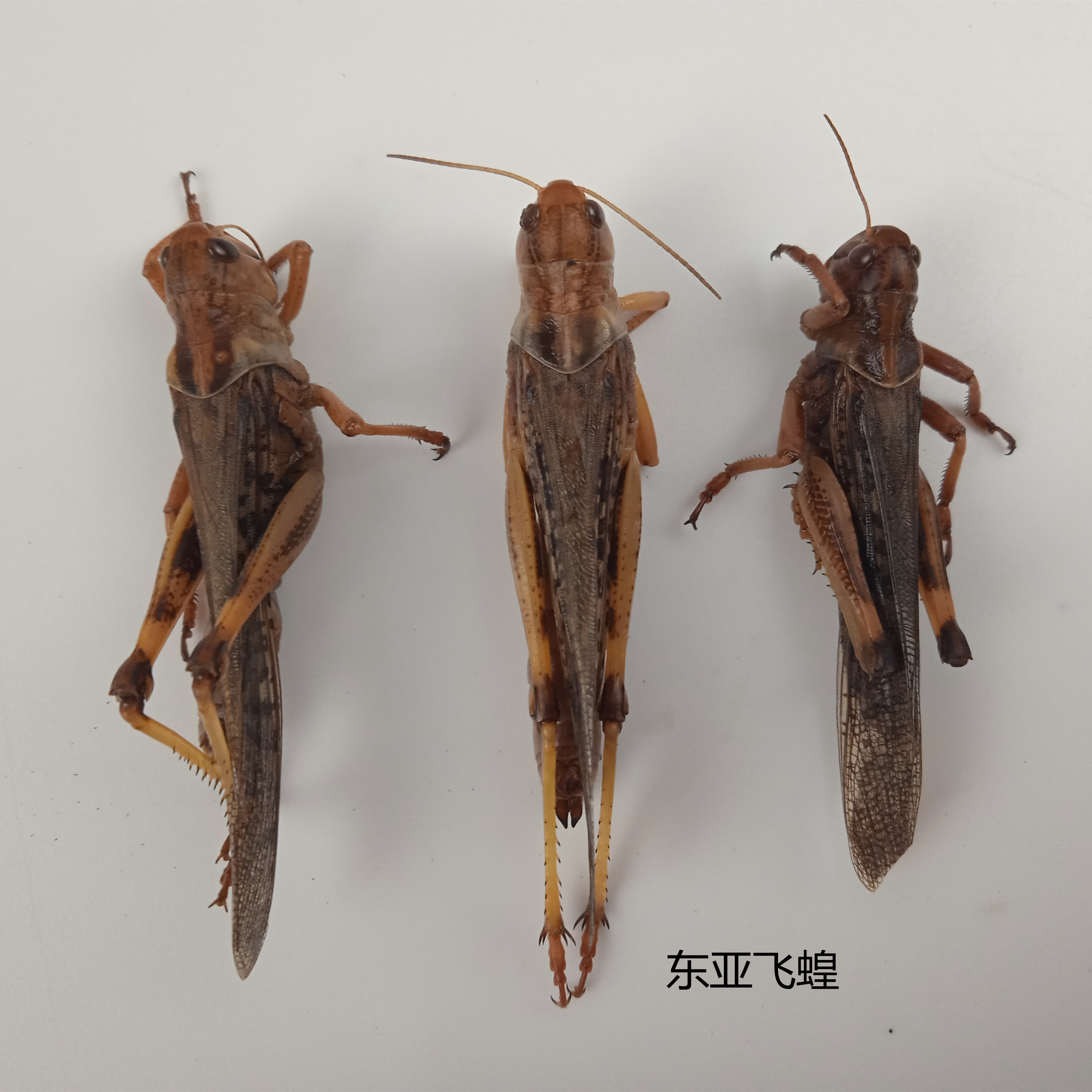 东亚飞蝗 Locusta migratoria manilensis 昆虫标本 产地山东112