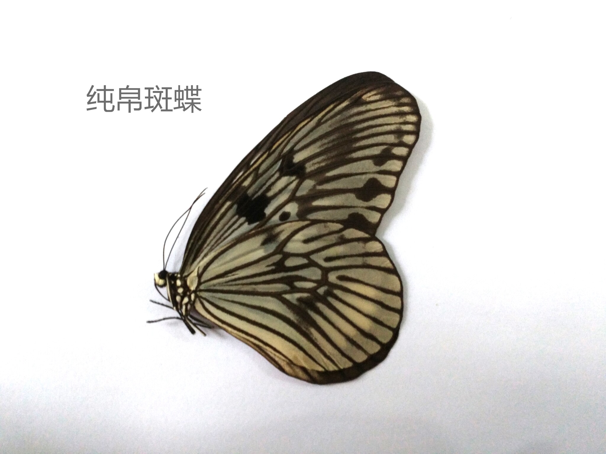 纯帛斑蝶Idea blanchardimarosiana 蝴碟标本 产地印尼 155