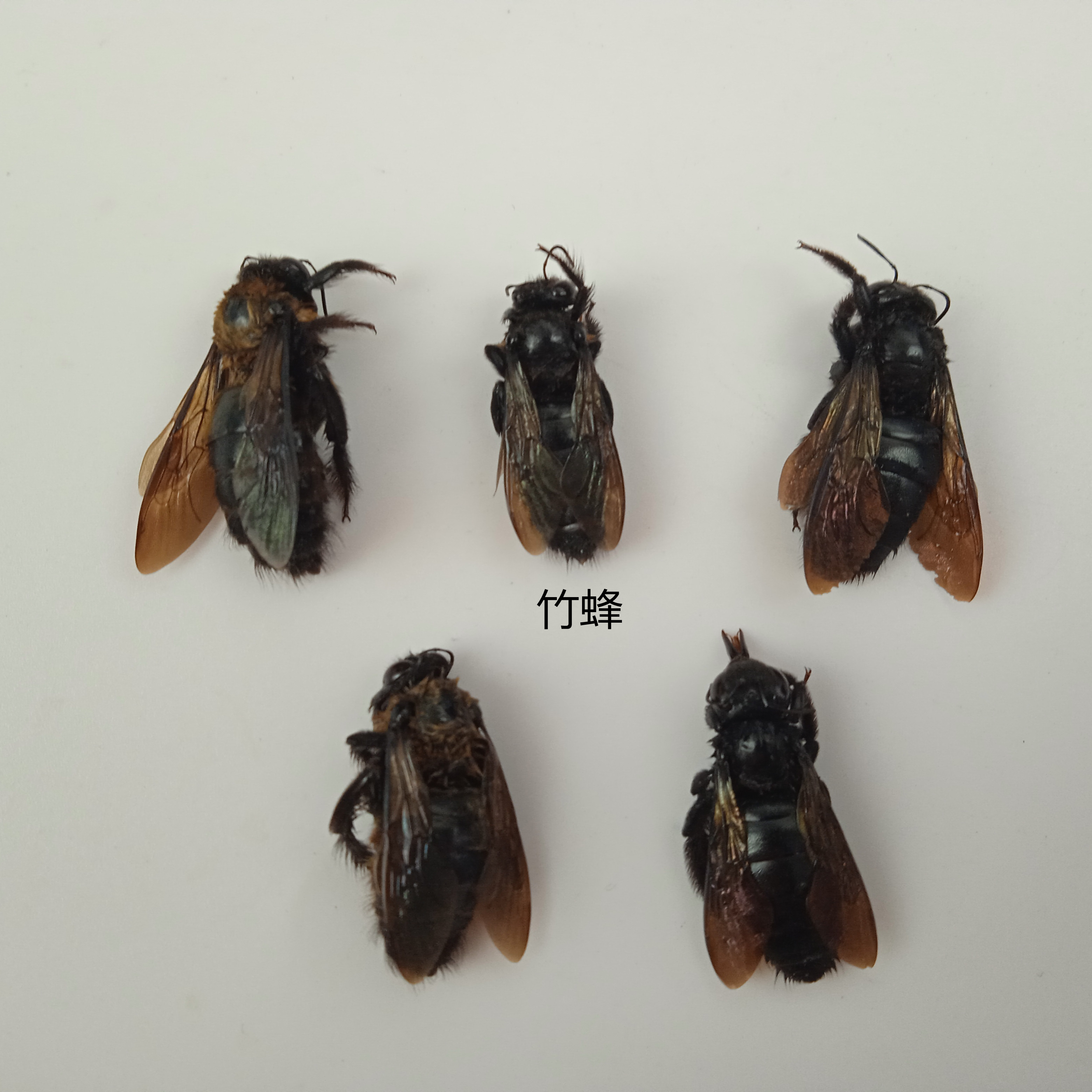 竹蜂标本 Xylocopa dissimilis (Lep.) 蜜蜂科 昆虫产地湖北105