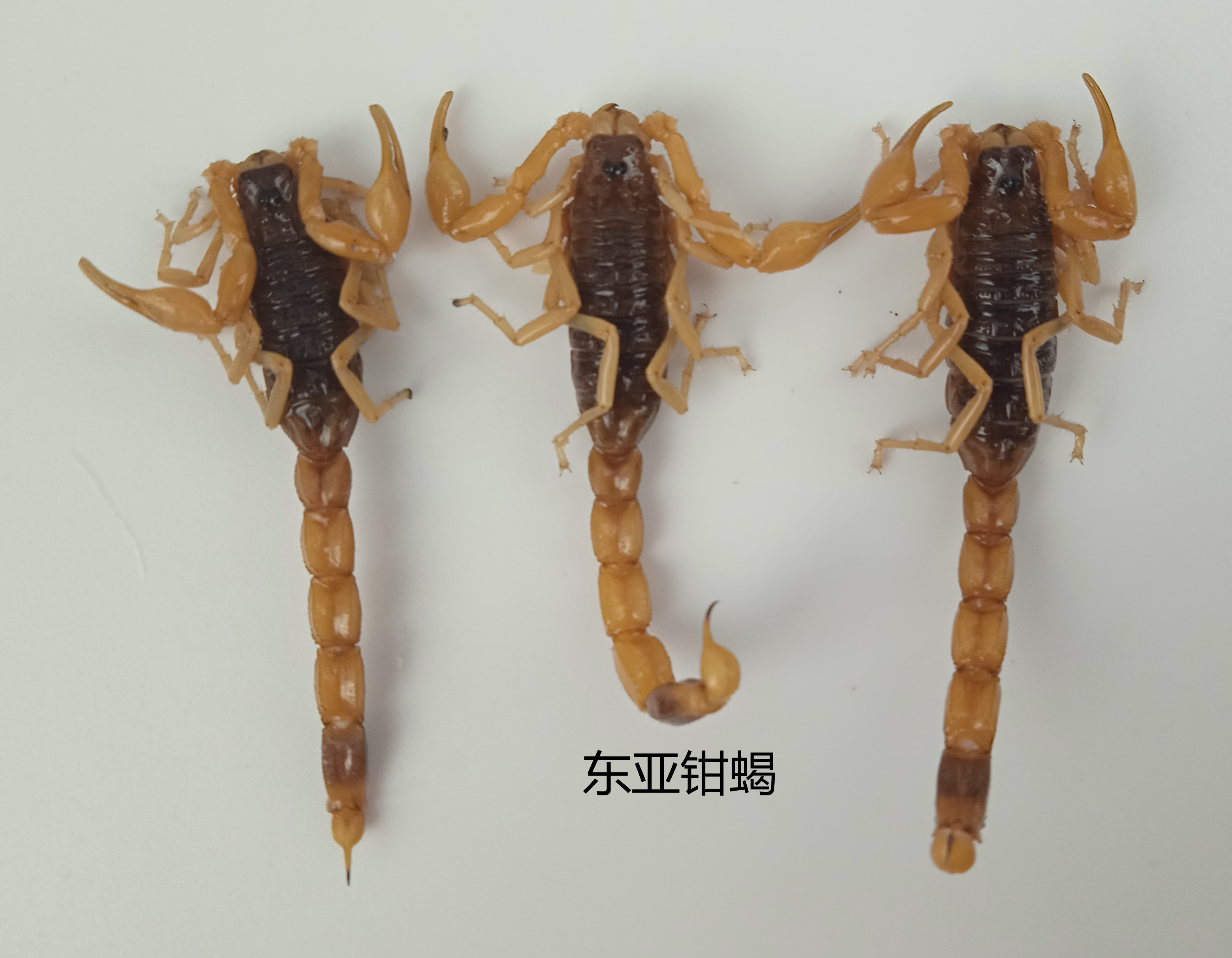 东亚钳蝎 Buthus martensii 昆虫标本 产地河南 116