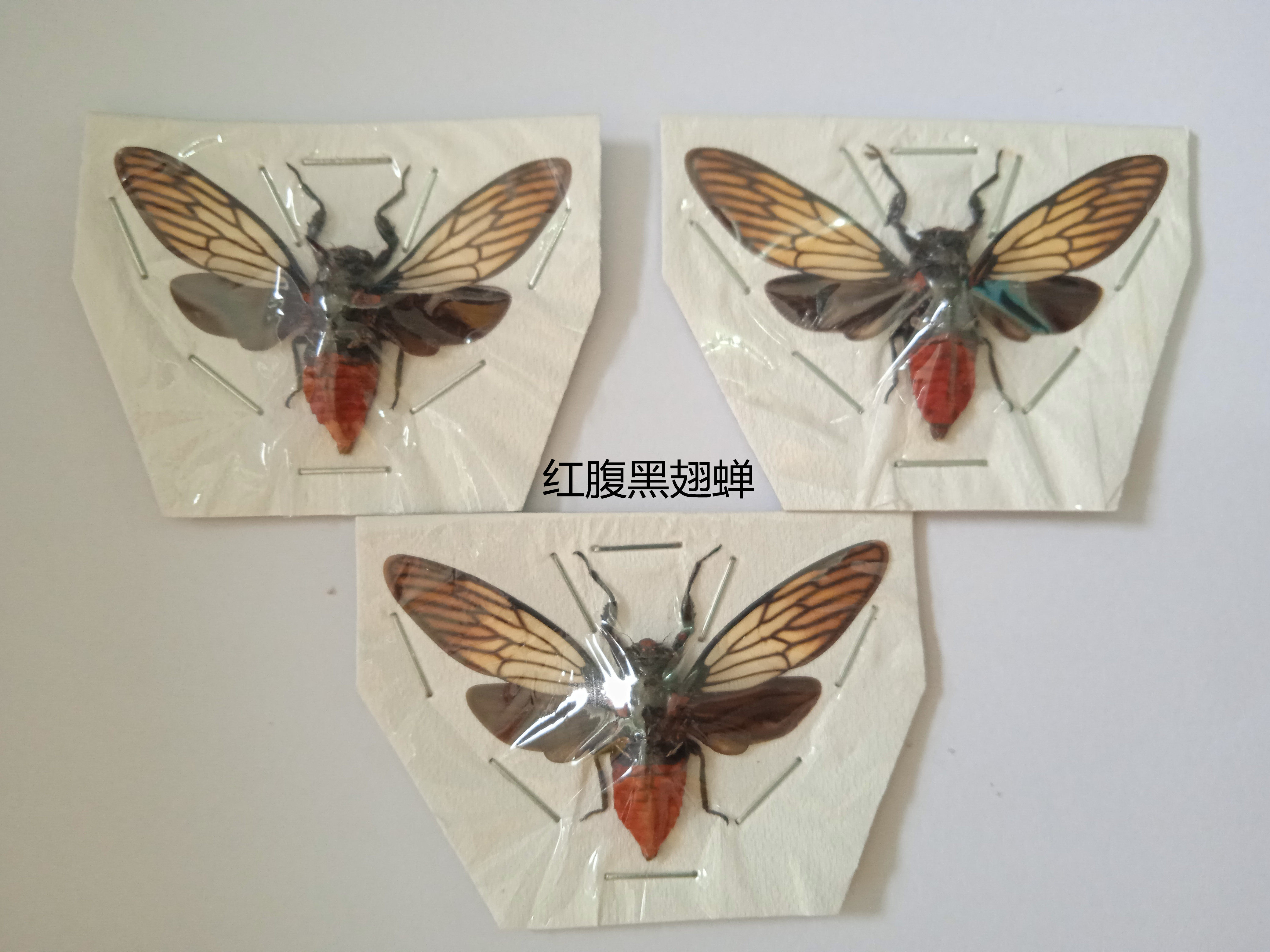红腹黑翅蝉 Huechys incarnata 昆虫标本 产地印尼 041