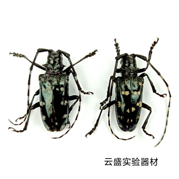 星天牛 Anoplophora chinensis 昆虫标本2.5/3.5cm 产地湖北 107