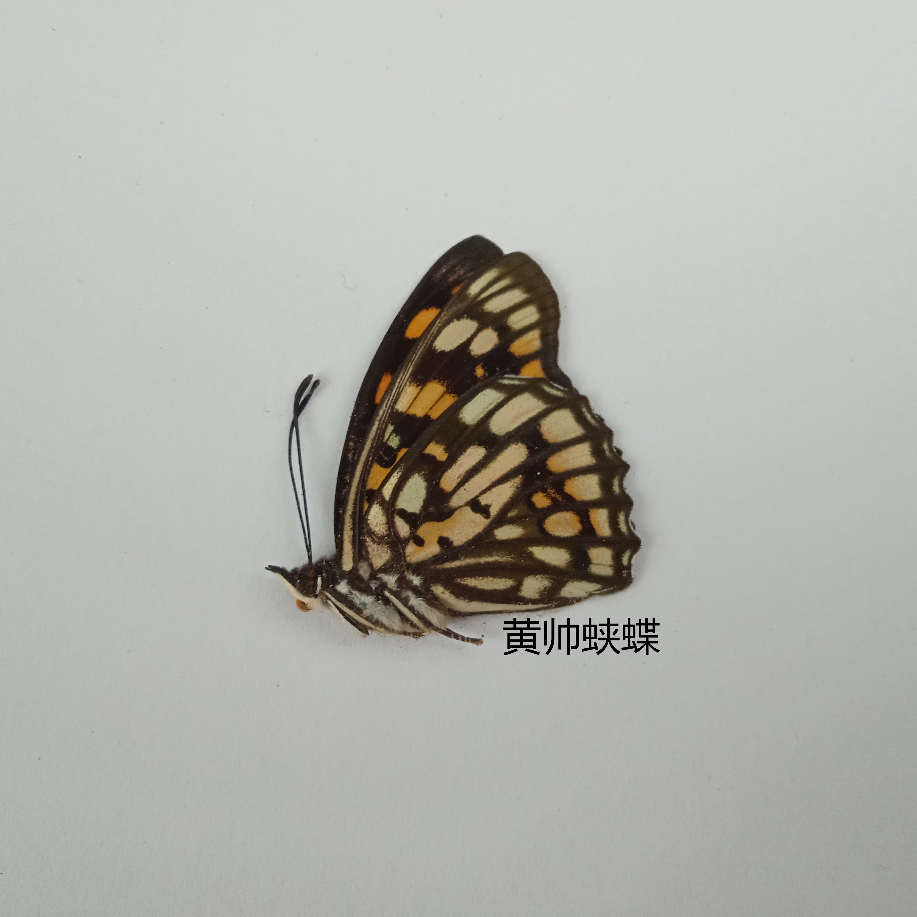 黄帅蛱蝶 Sephisa princeps 雄性  蝴蝶标本 产地四川 006