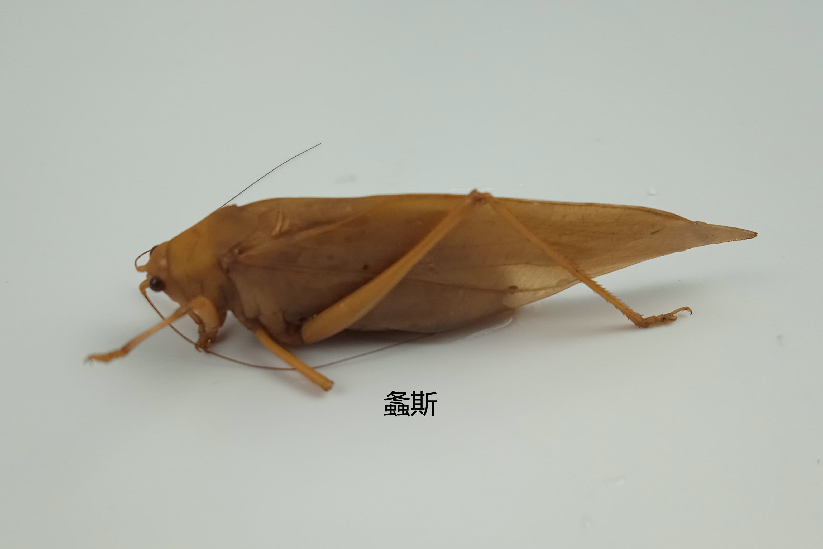 螽斯标本 纺织娘 湿虫 未整姿  昆虫标本 产地广西 112