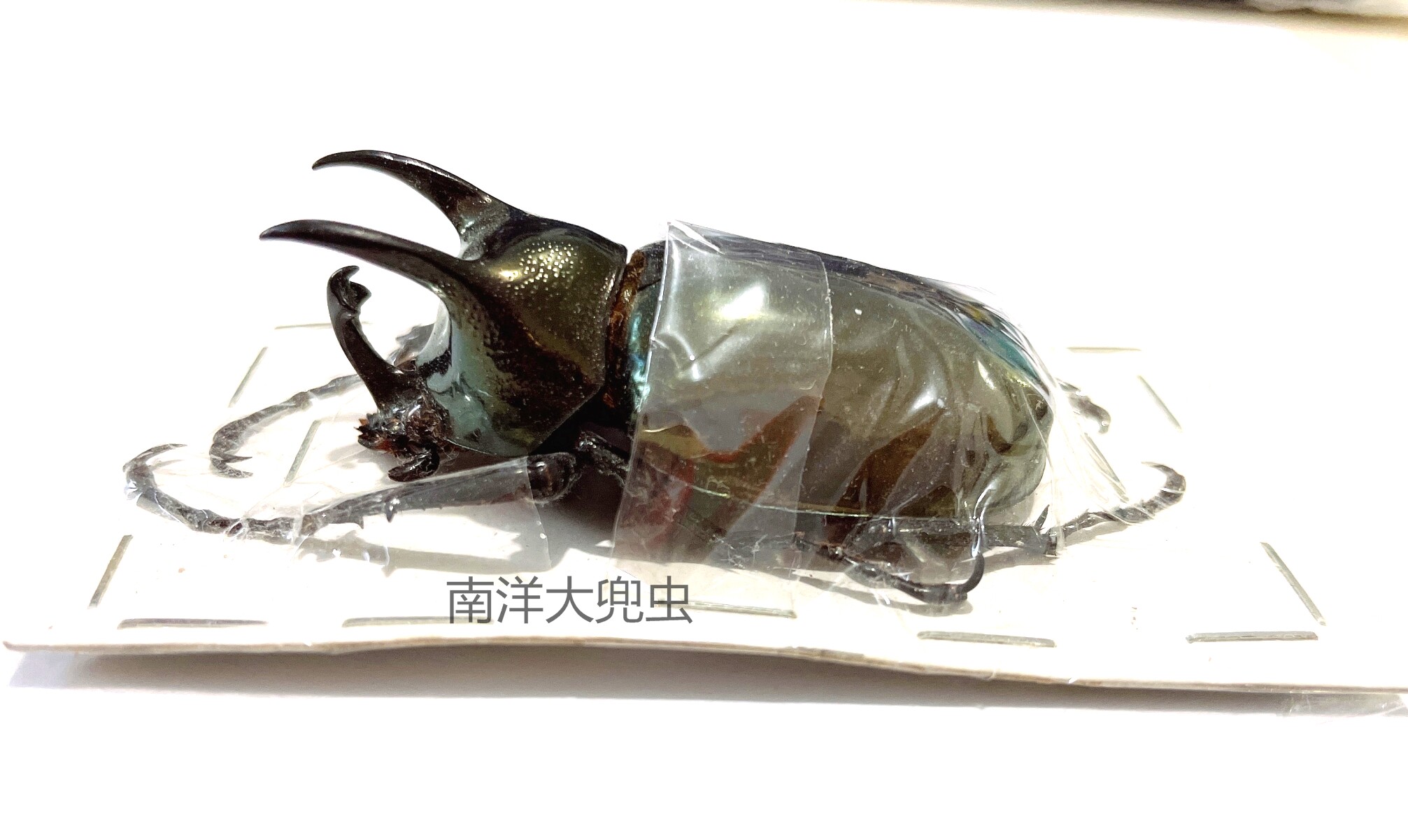 南洋大兜虫 Chalcosoma atlas  昆虫标本CAK 甲虫 产地印尼  199