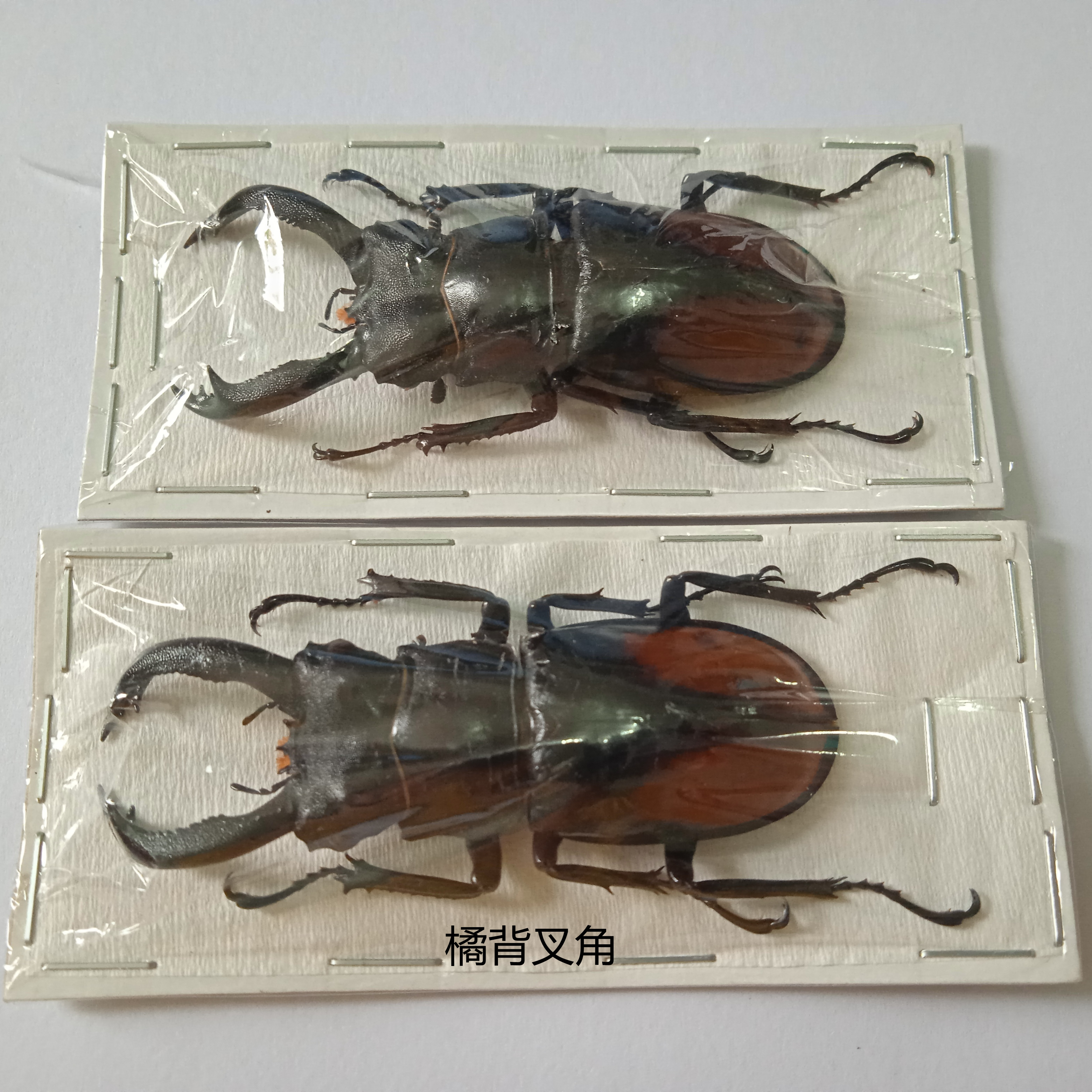 橘背叉角锹甲 Hexarthrius parryi 昆虫标本 产地印尼 040