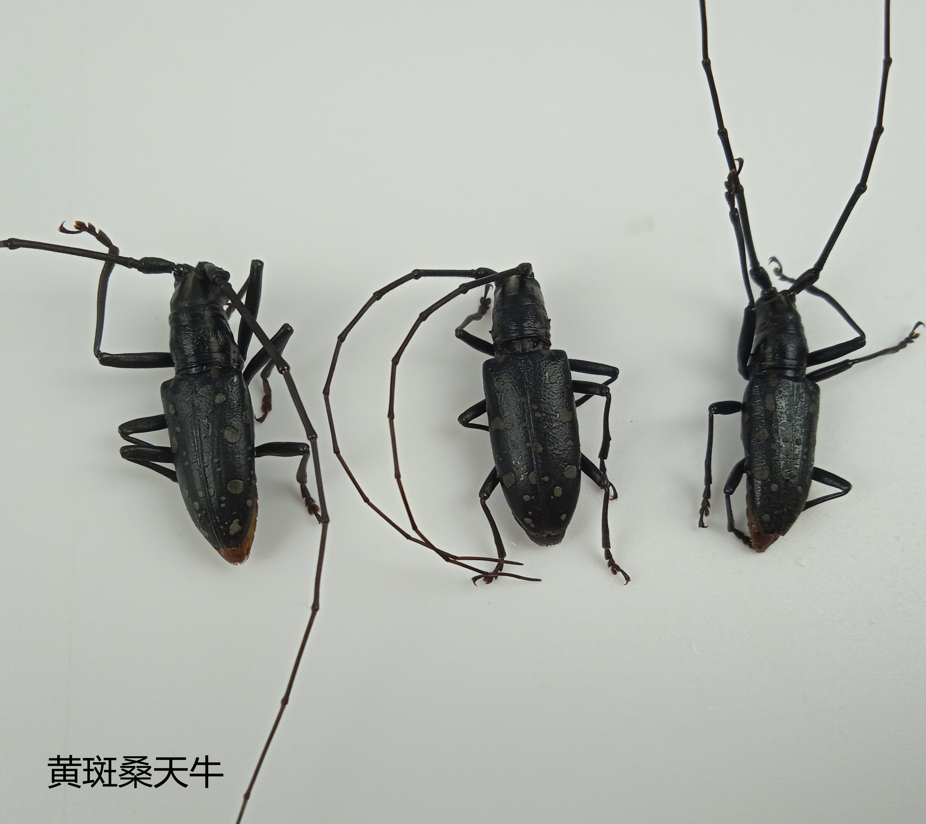 黄斑星天牛 湿虫未整姿 昆虫标本 产地广西 125