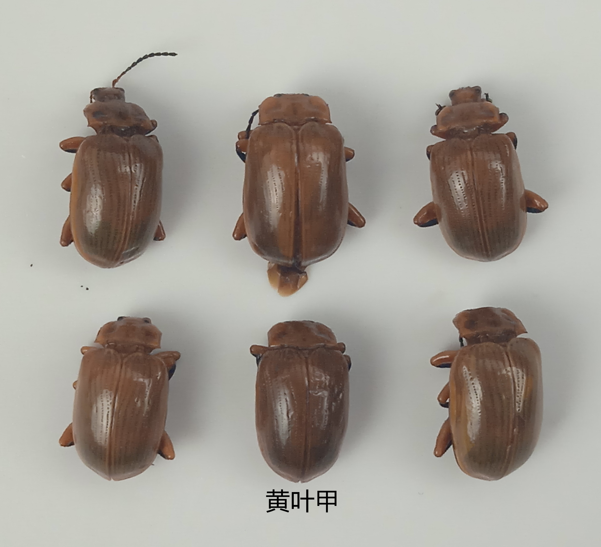 黄叶甲 昆虫标本 产地湖北 119