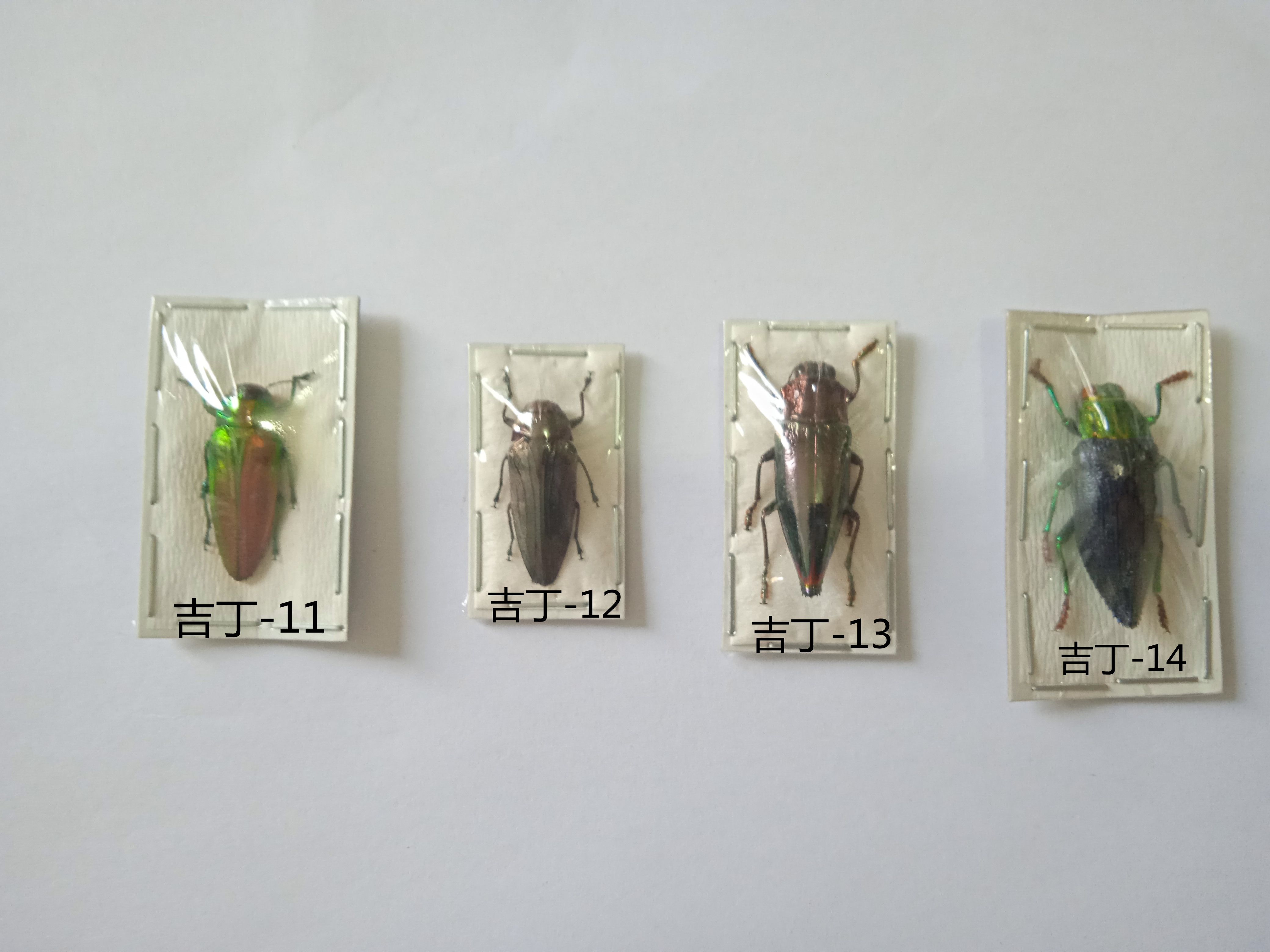 印尼吉丁标本 吉丁虫  昆虫标本产地印尼  052