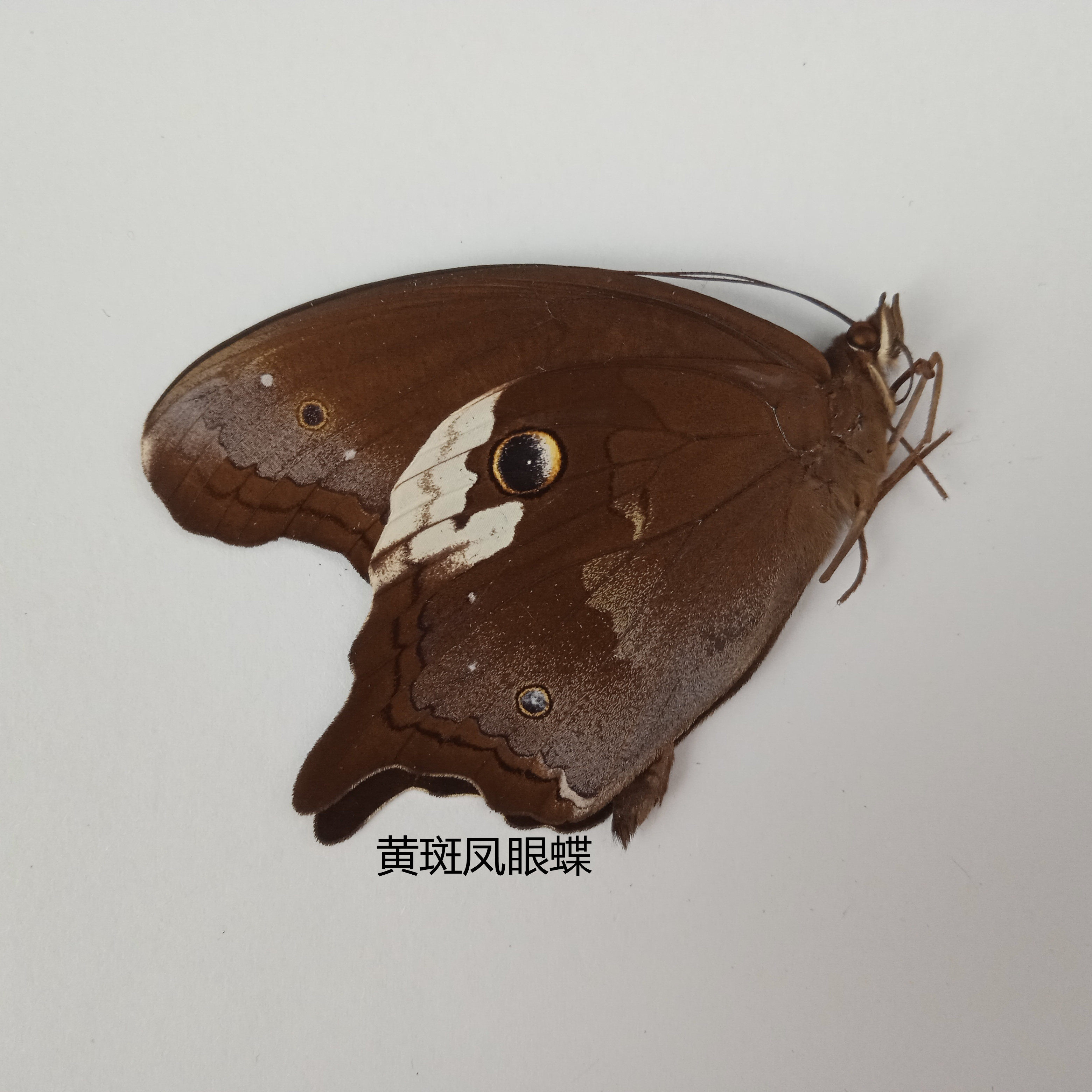 黄斑凤眼蝶Neorina lowii neophyta蝴蝶标本 产地马来西亚  026