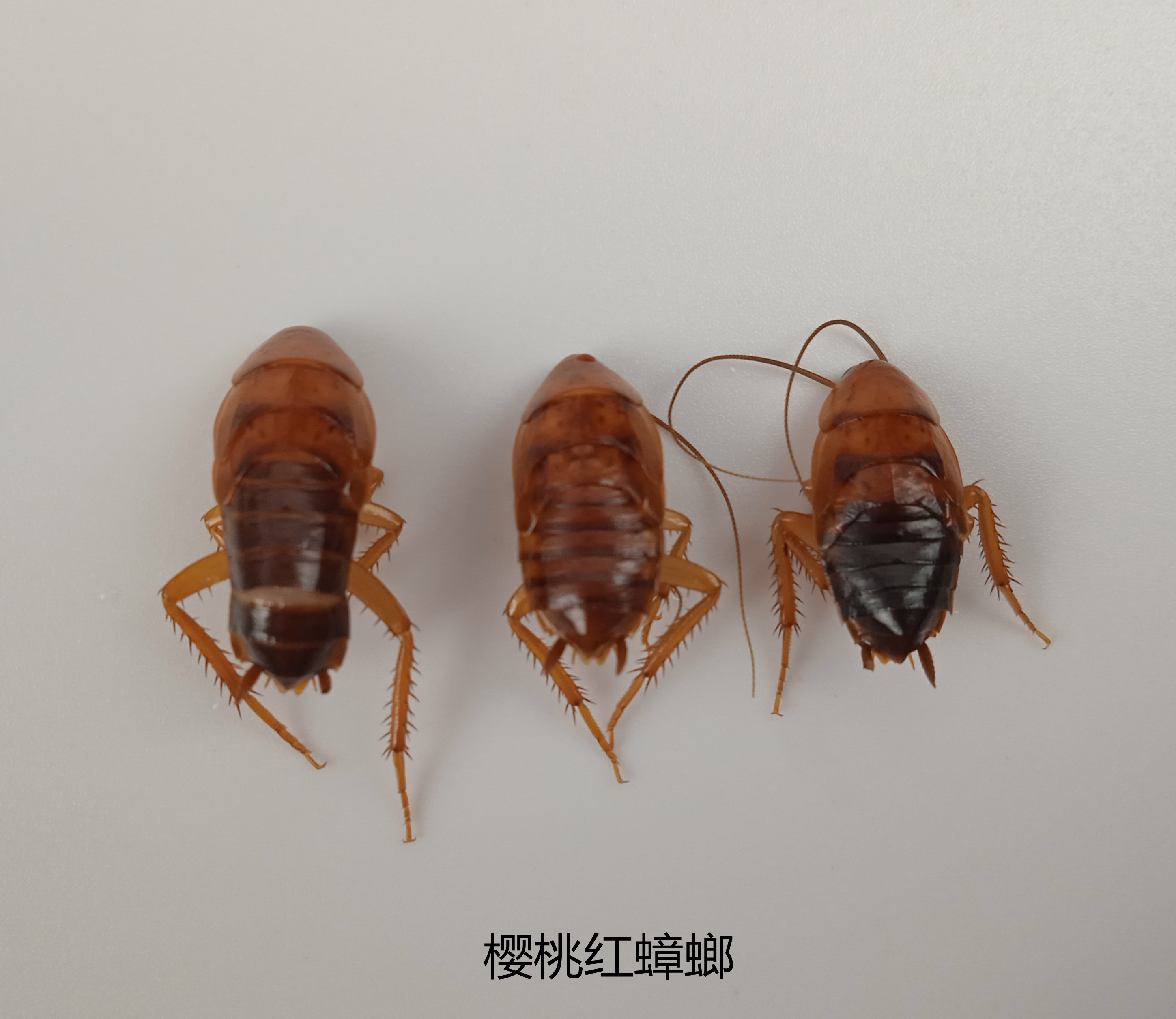 樱桃红蟑螂  湿虫 未整姿 昆虫标本  产地安徽 125