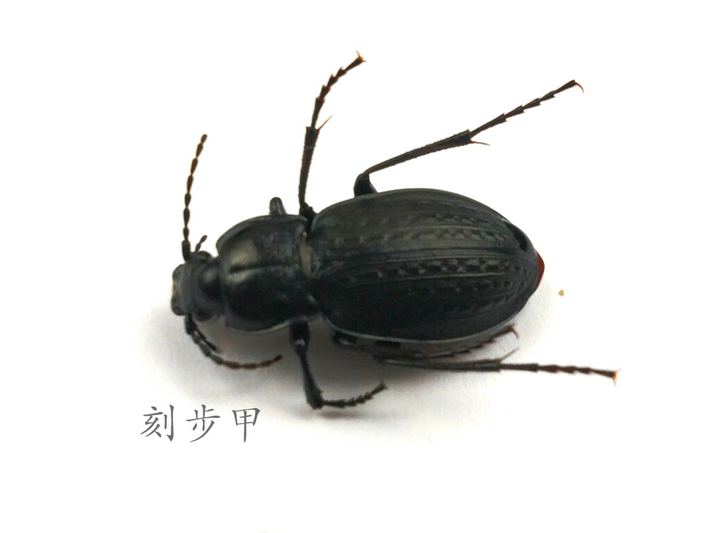 刻步甲标本 湿虫 未整姿  昆虫标本体长约1.5/2cm 产地黑龙江 090