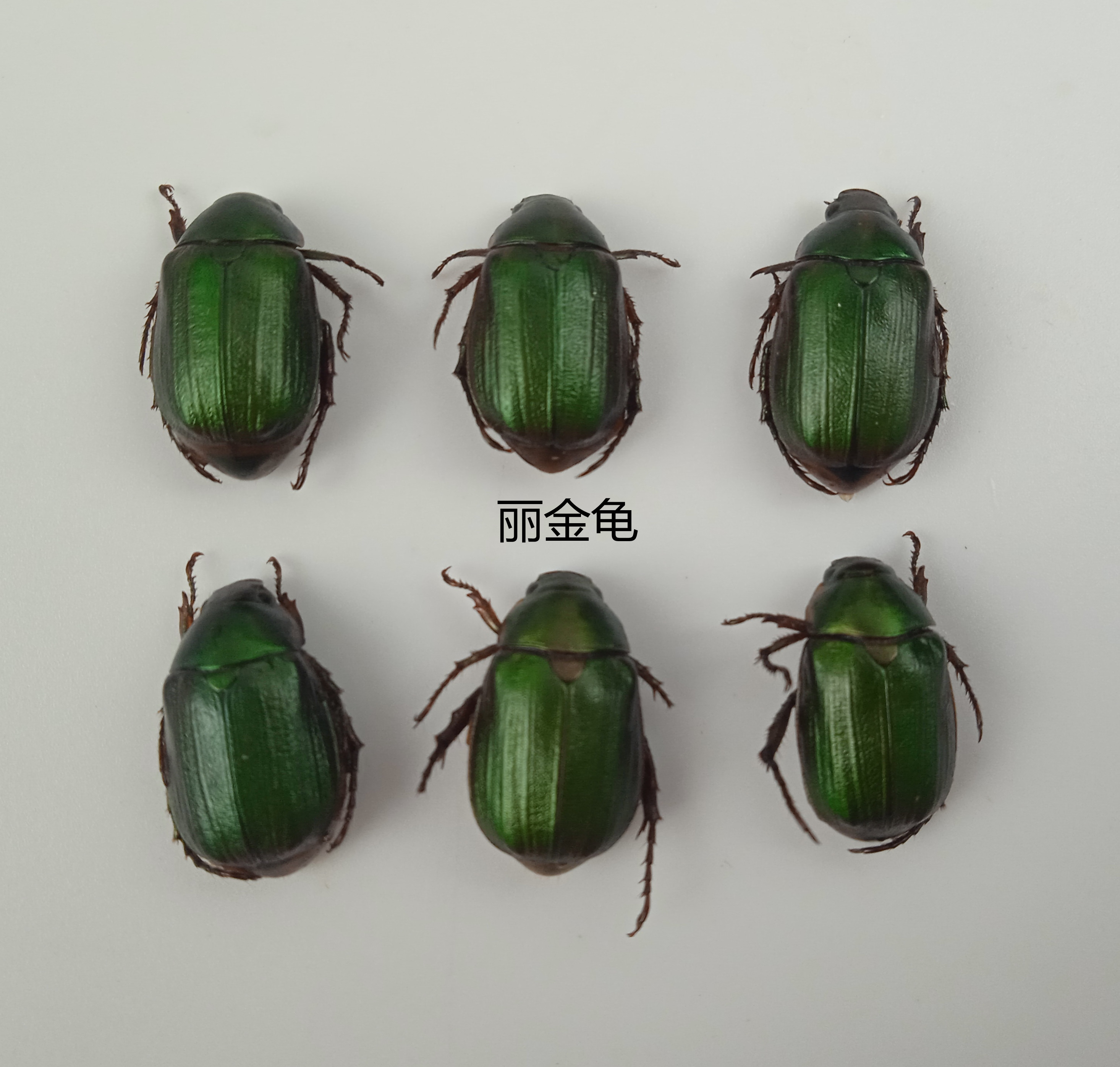 异丽金龟 草绿丽金龟 湿虫  未整姿 昆虫标本&plusmn;11mm 产地湖北 112