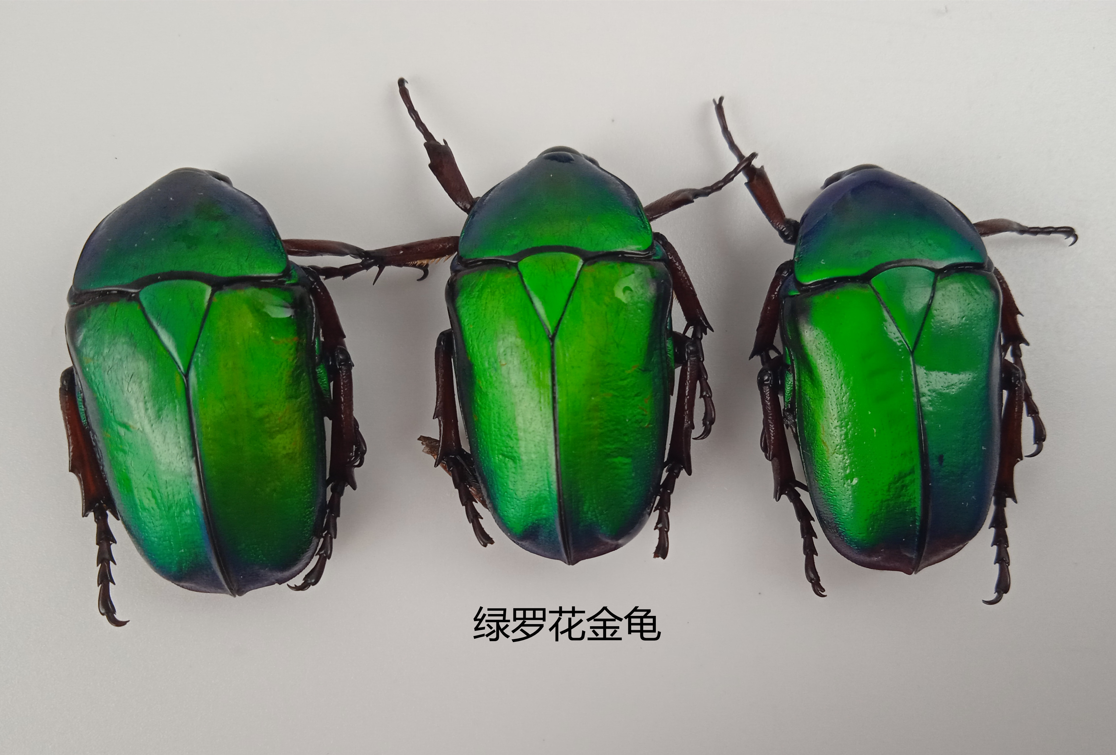 绿罗花金龟 Rhomborrhina unicolor湿虫  昆虫标本 产地湖北 112