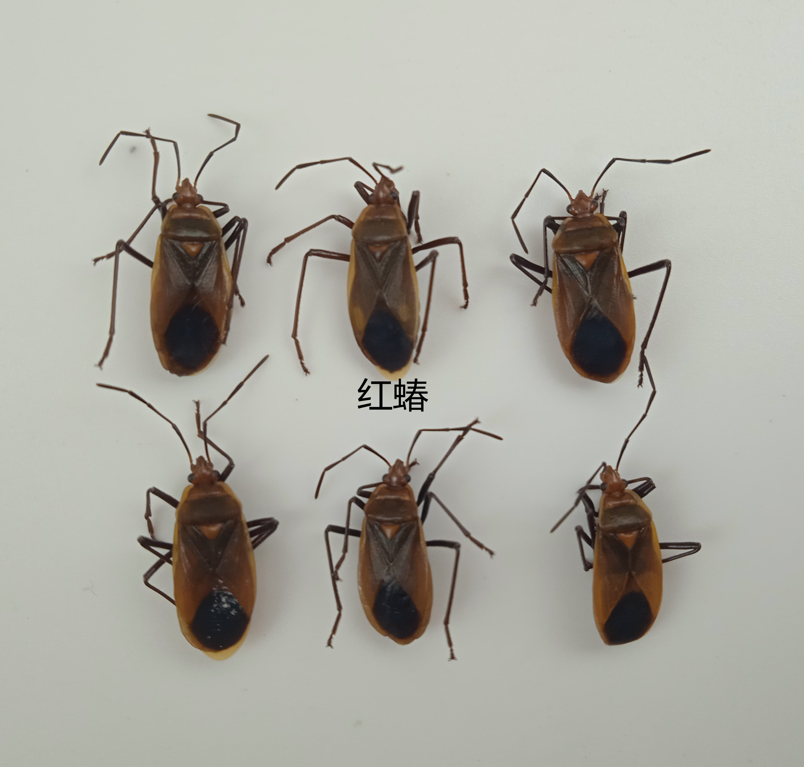 红蝽标本Pyrrhocoridae 昆虫标本 产地广西 114