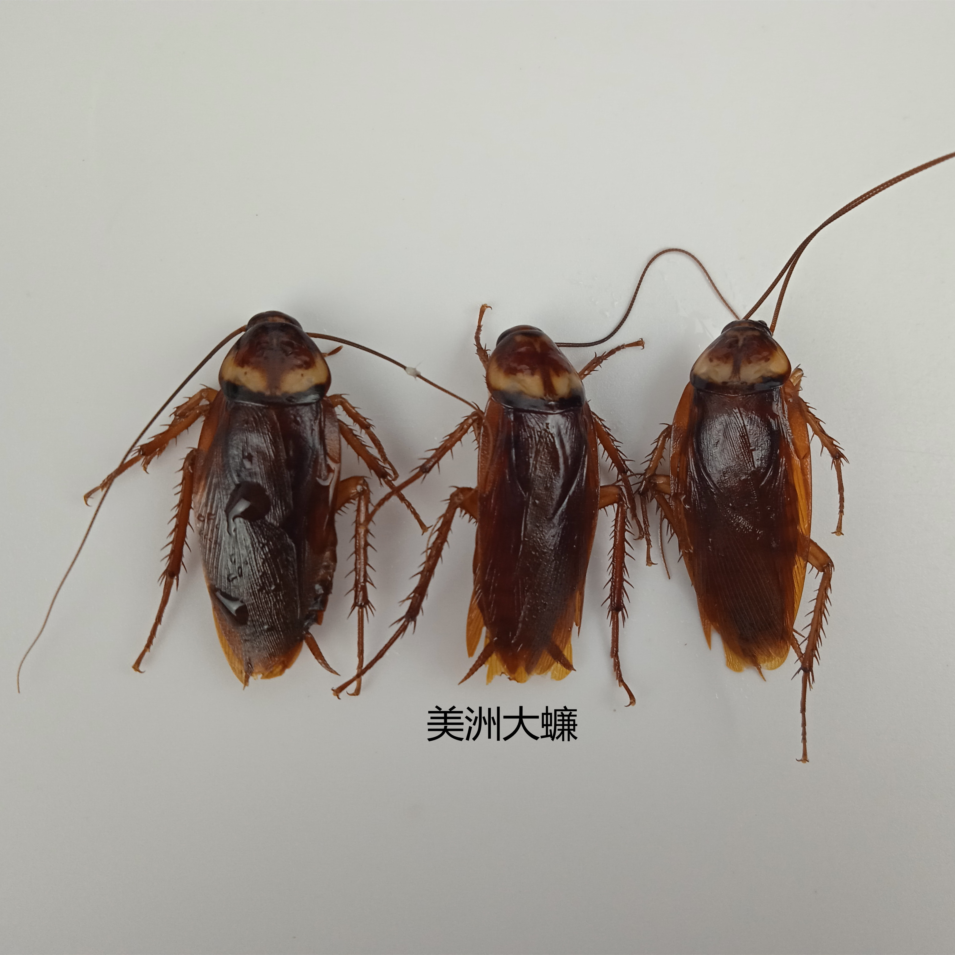 美洲大蠊 Periplaneta americana  昆虫标本 产地广东 108