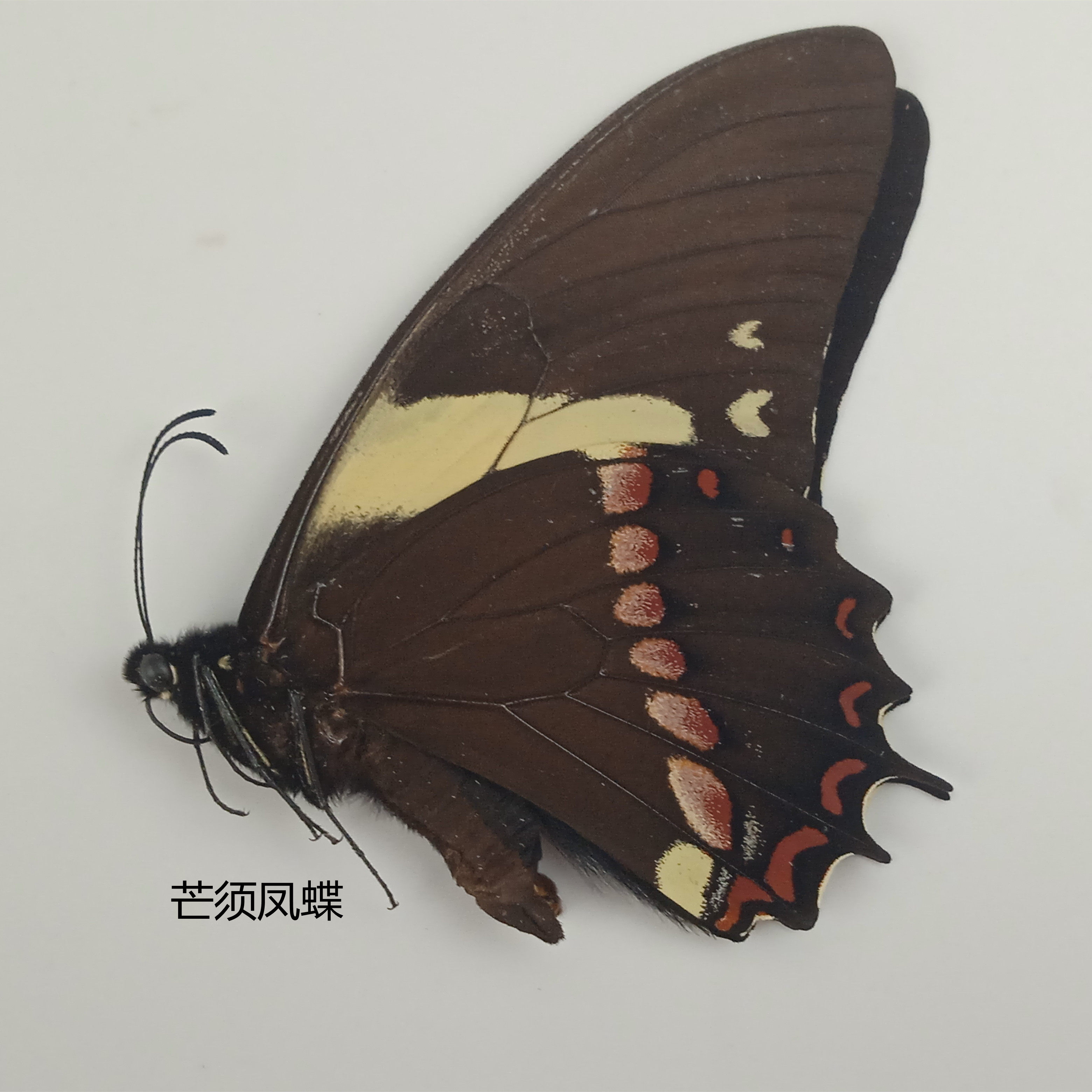芒须凤蝶 Papilio menatius 蝴蝶标本 产地秘鲁 037