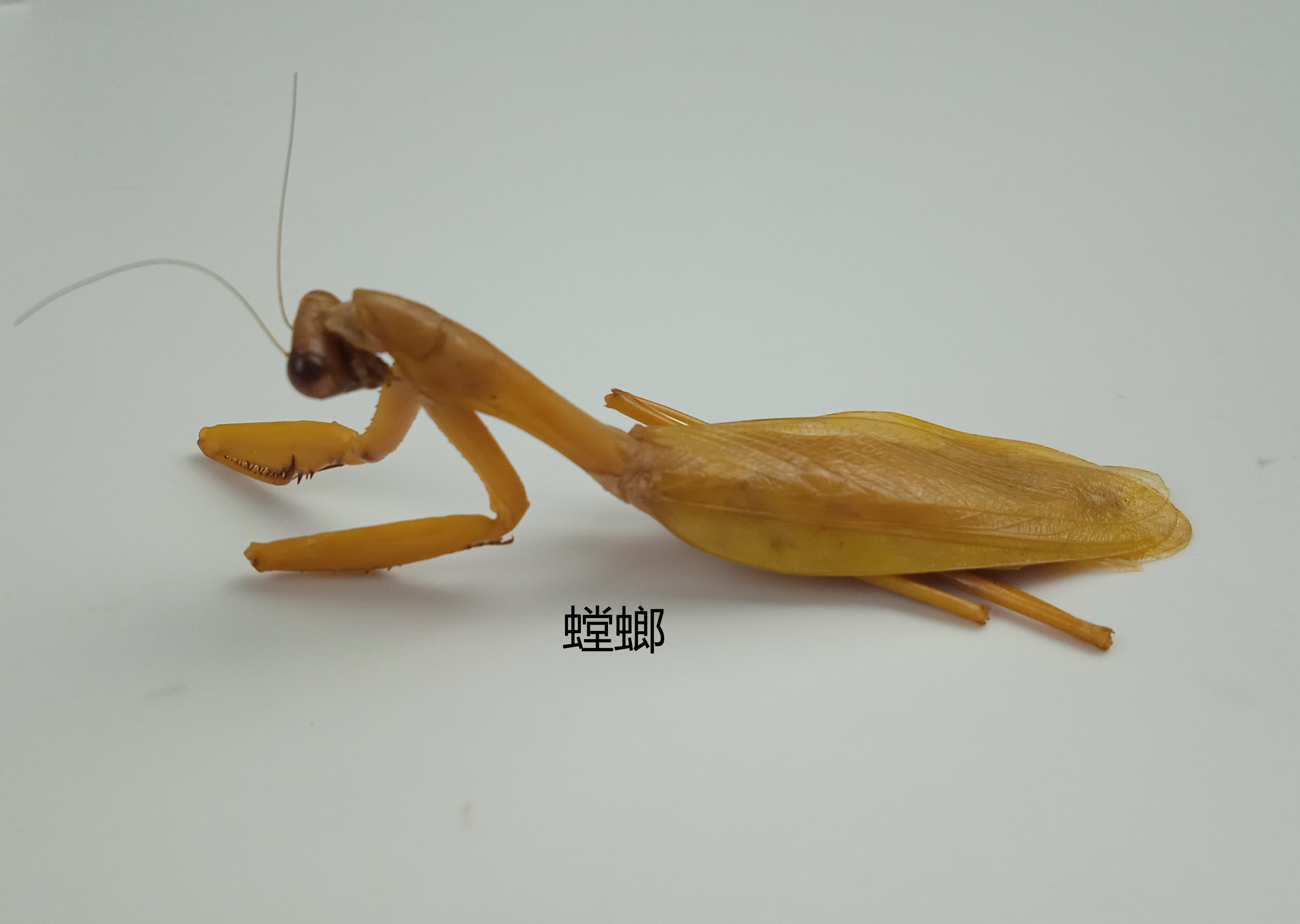 螳螂标本 刀螂  湿虫未整姿 昆虫标本大小约5-7cm 产地广西 125