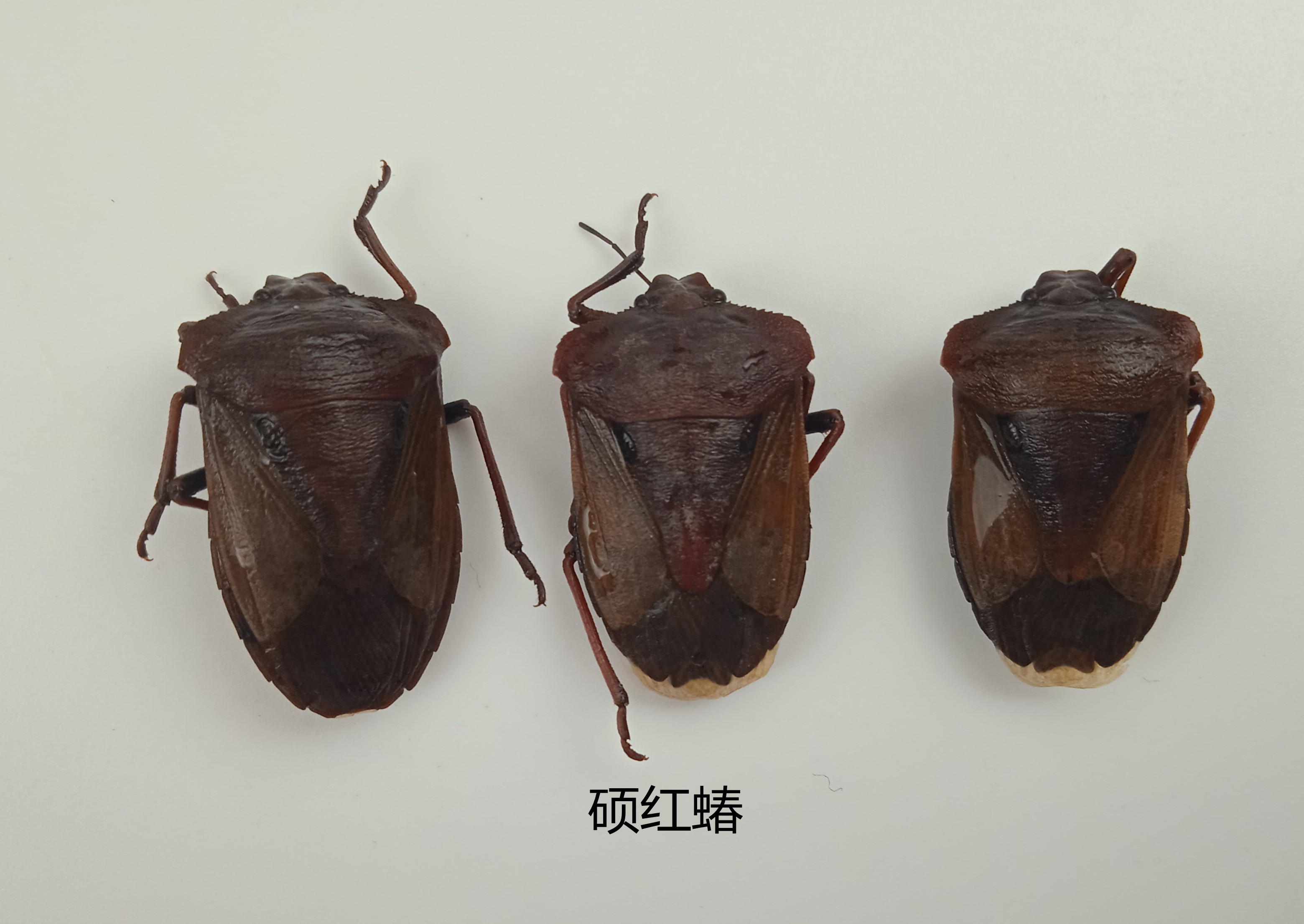硕红蝽标本 湿虫 未整姿  昆虫标本 产地湖北 114