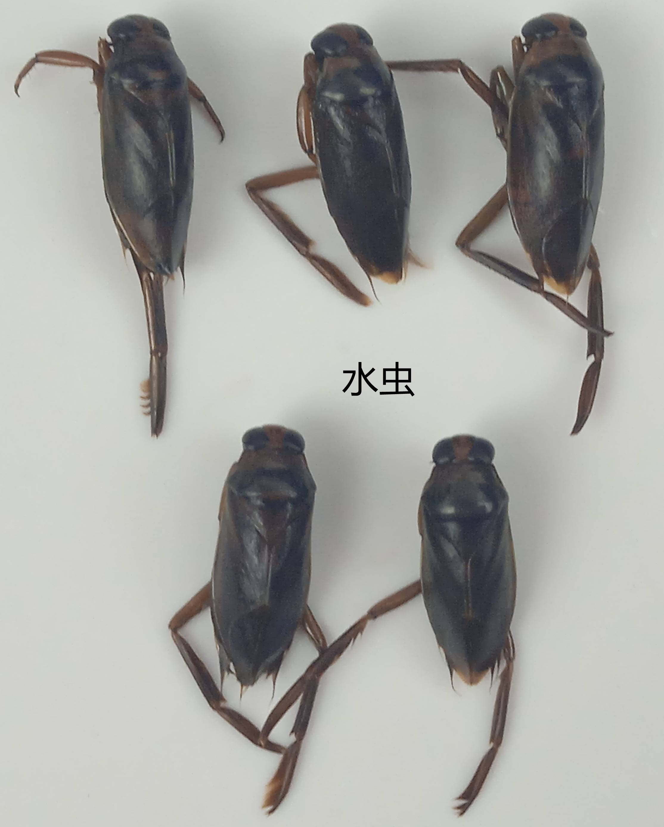 水虫标本 湿虫未整姿  昆虫标本 大小约10mm  产地黑龙江 119