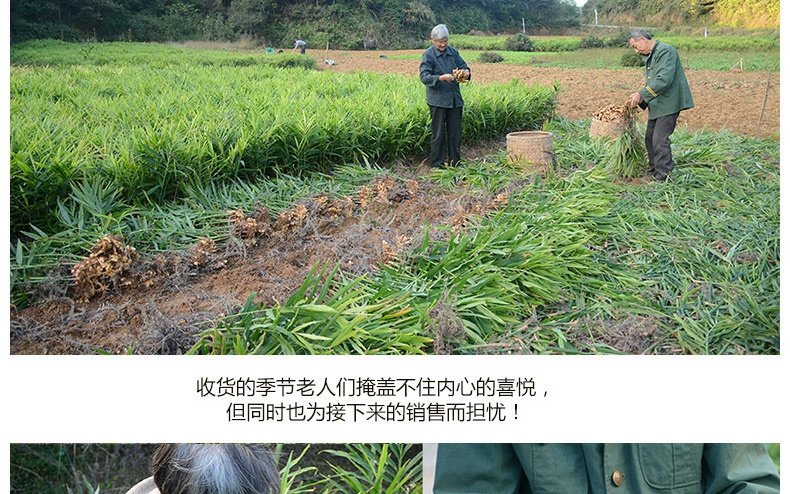 江西贵州云南罗平小黄姜