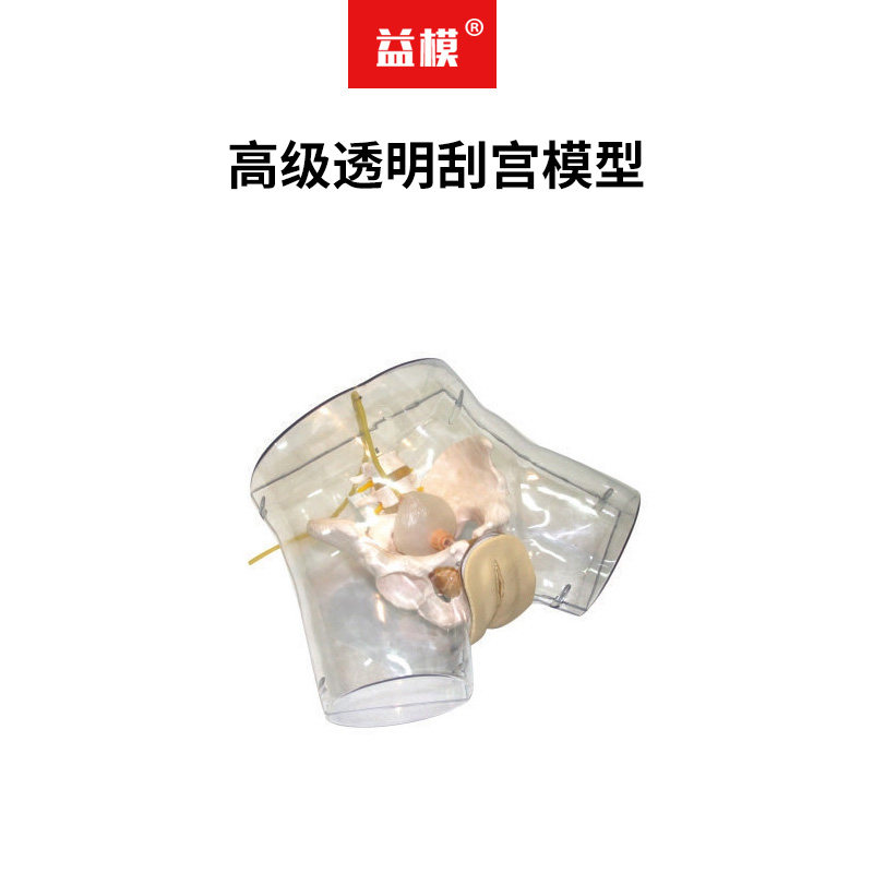益模 高级透明刮宫模型 女性膀胱冲洗导尿操作模拟人 扩宫器放置训练模型 人工流产训练模型 妇产科教学模型