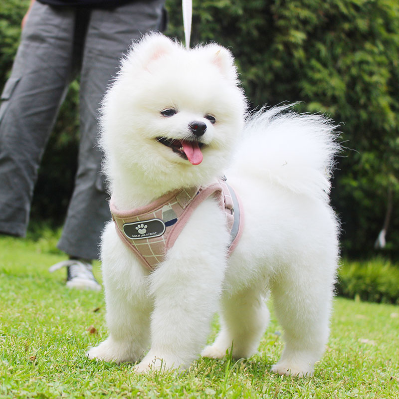 Vest dog traction rope Teddy small dog Bichon Pomeranian chest hug baby bag puppy puppies walking dog rope dog chain