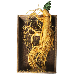 同膳坊东北长白山新鲜现挖大人参